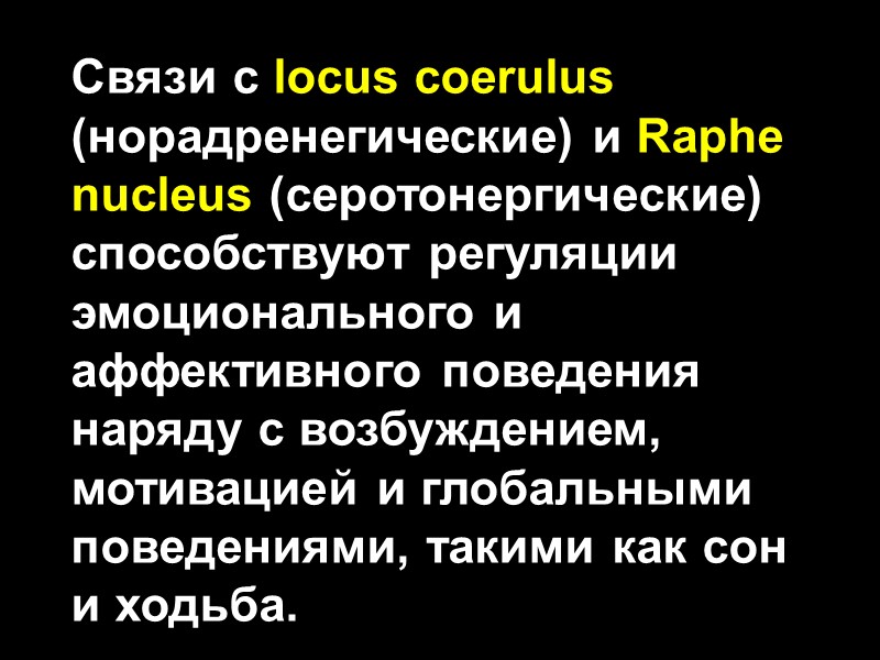 Связи с locus coerulus (норадренегические) и Raphe nucleus (серотонергические) способствуют регуляции эмоционального и аффективного